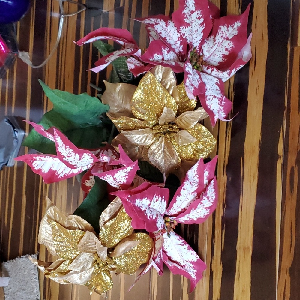 Poinsettia flowers